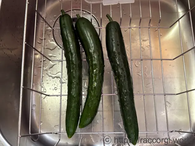 収穫したきゅうり