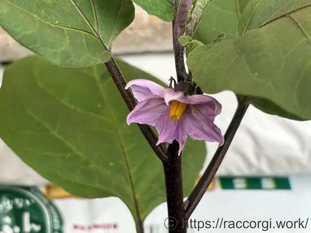 なす苗の一番花