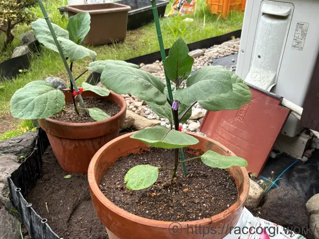 なす苗の定植