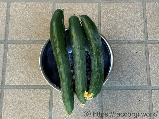 収穫したきゅうり