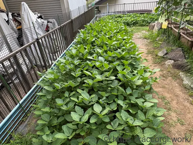枝豆の栽培