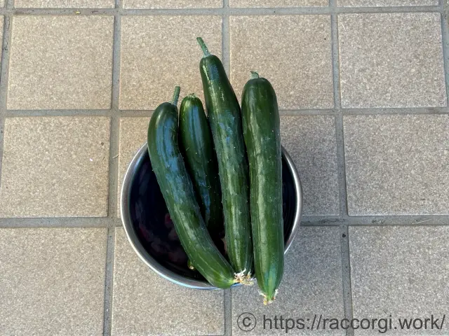 収穫したきゅうり