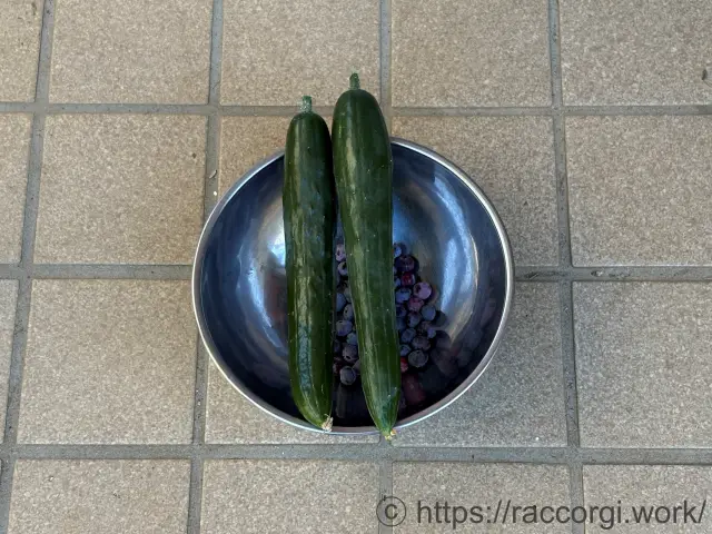 収穫したきゅうり