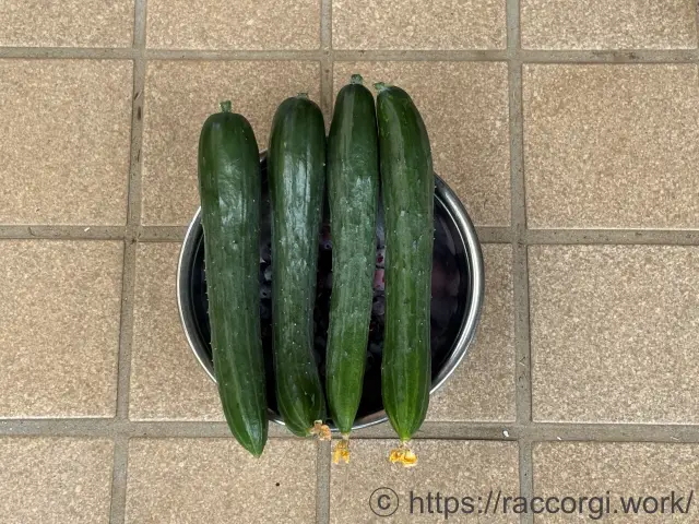 収穫したきゅうり