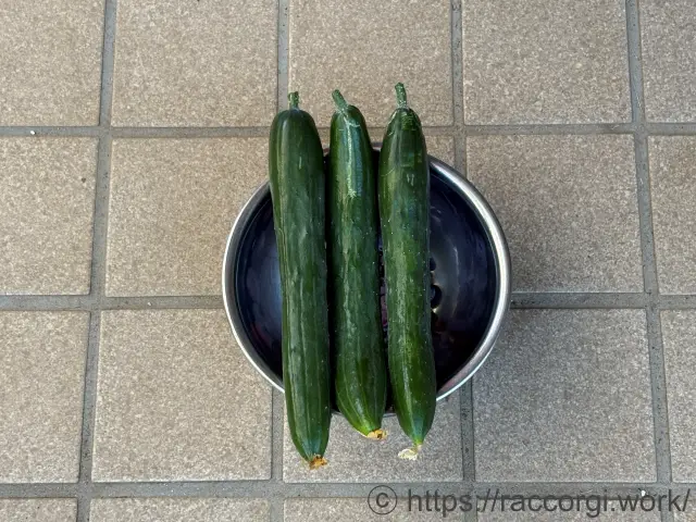 収穫したきゅうり