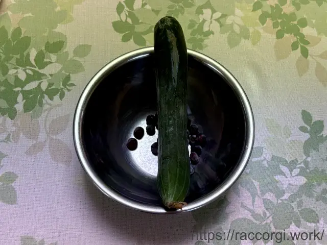 収穫したきゅうり
