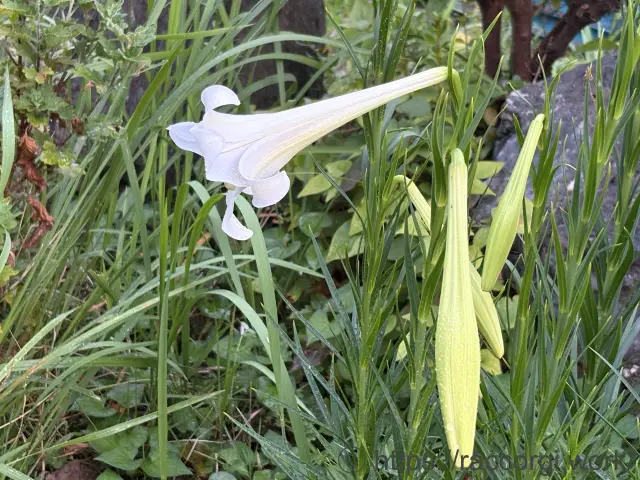 百合の花