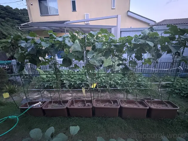 きゅうりのプランター栽培