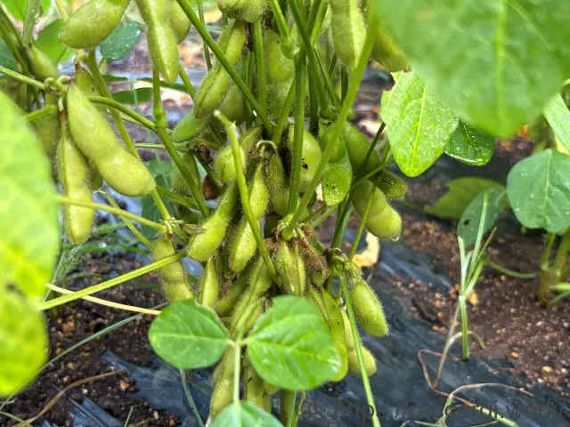 収穫間近の枝豆