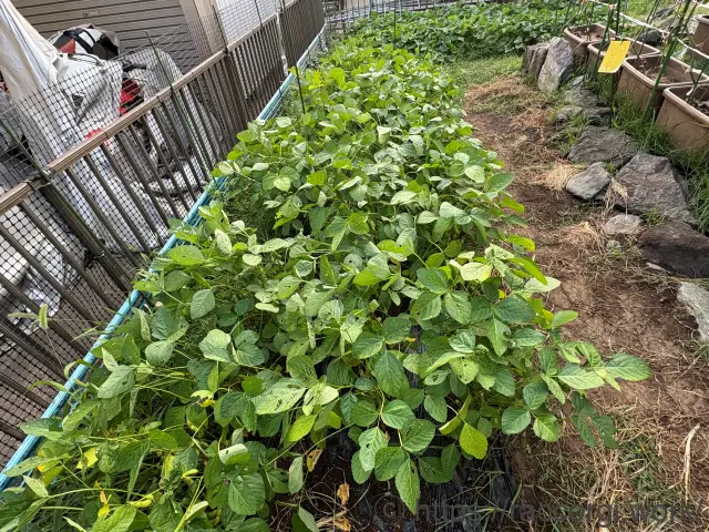 枝豆の栽培