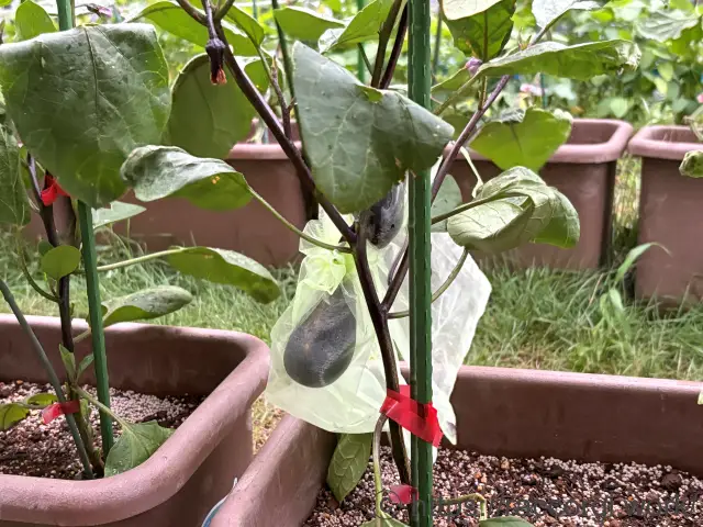 ナスのプランター栽培