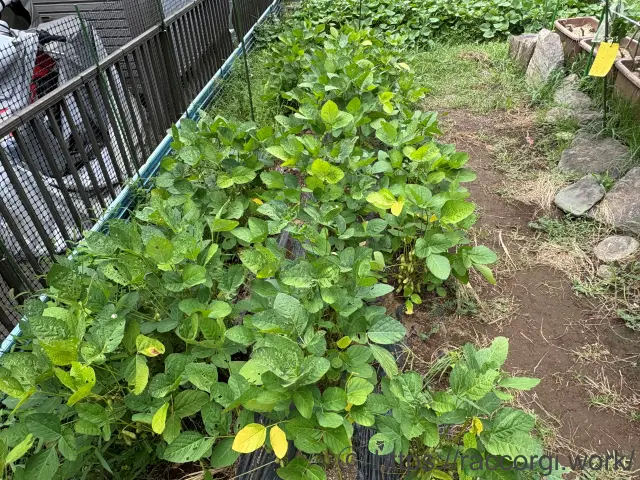 枝豆の栽培