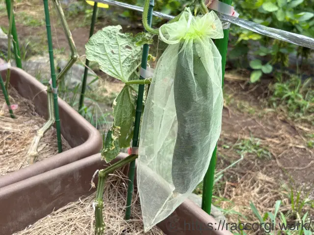 種取り用のきゅうり