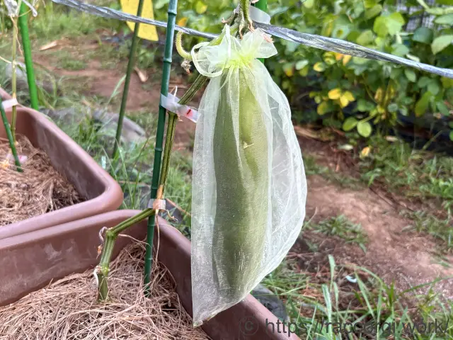 種取り用のきゅうり