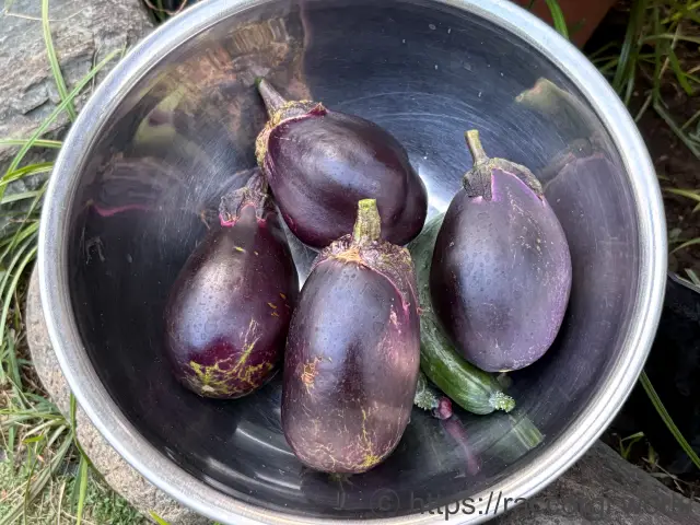 収穫したなす