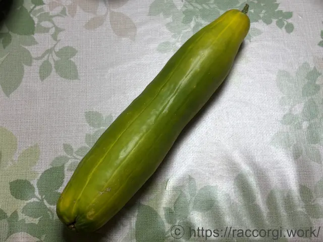 種取り用きゅうり