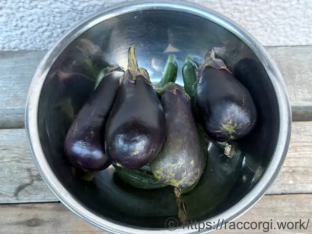収穫したなす