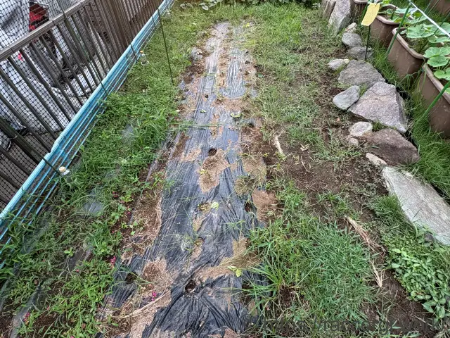 枝豆の畑仕舞い
