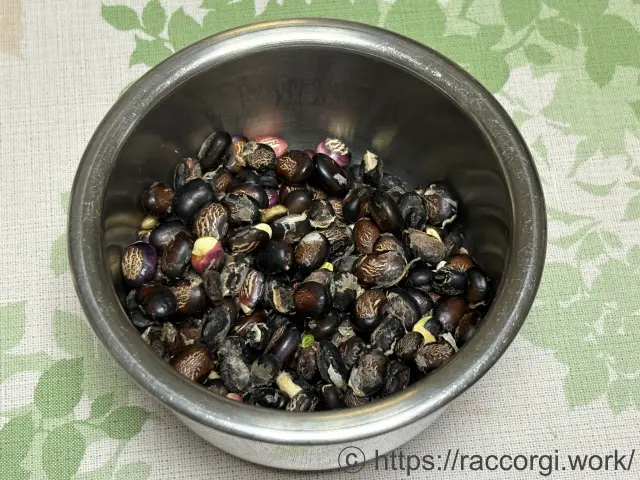 半乾きの枝豆の種