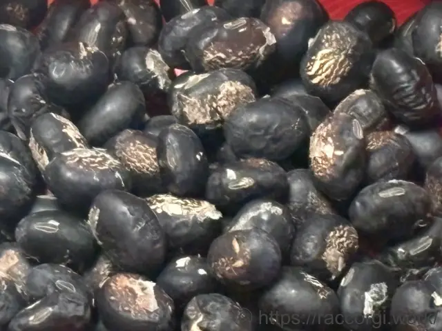 播種用の枝豆の種