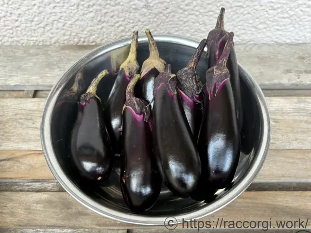 収穫したなす