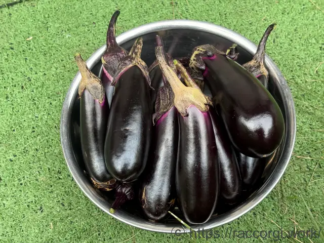 収穫したなす