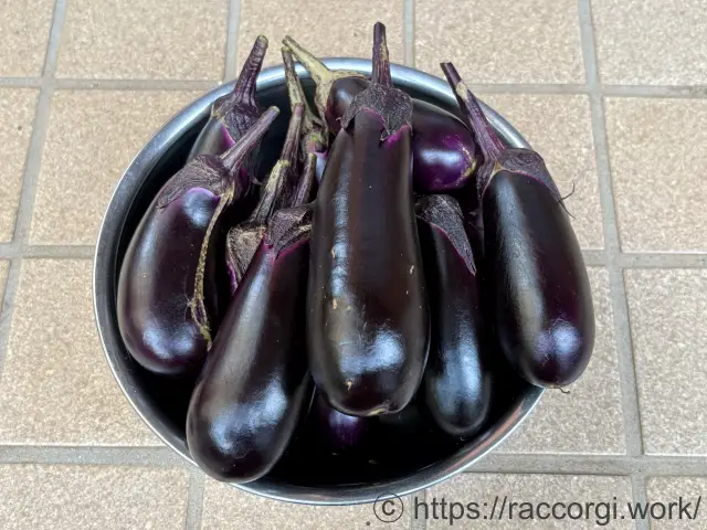 収穫したなす