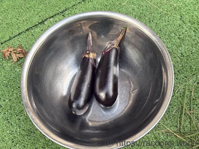 収穫したなす