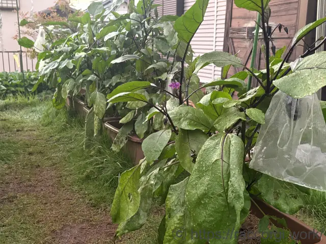 茄子のプランター栽培