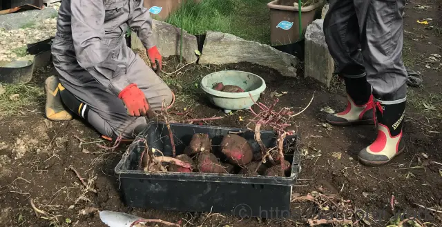 サツマイモの収穫