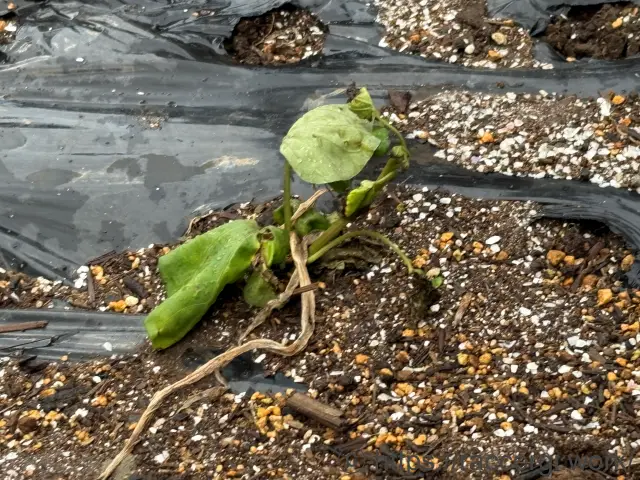 サツマイモ苗の植え付け