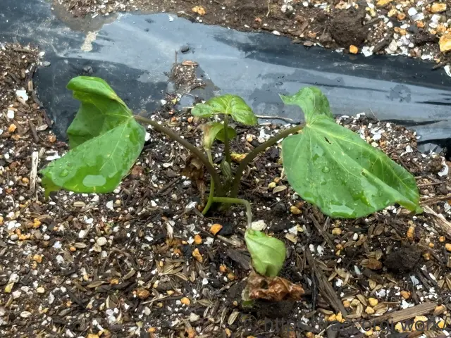 サツマイモ苗の植え付け