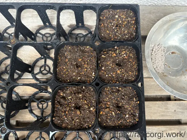 コスモスの播種
