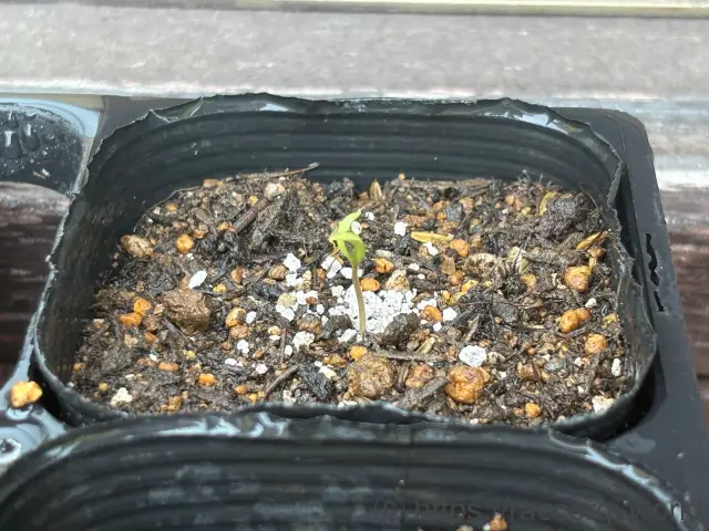 コスモスの発芽