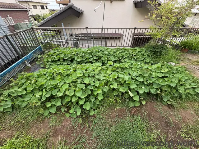 サツマイモの栽培