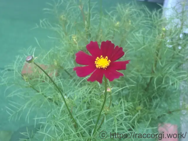 開花したコスモス