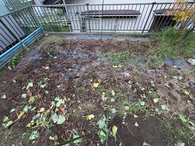 さつまいもの蔓切り