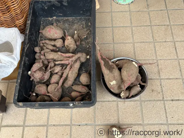 動物にかじられたサツマイモ