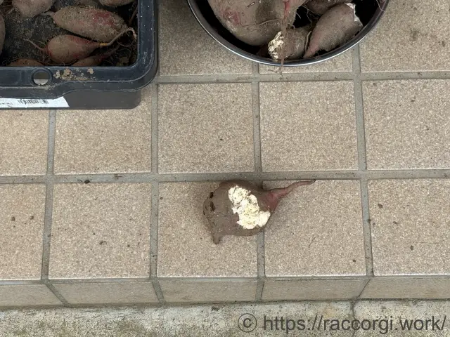 動物にかじられたサツマイモ