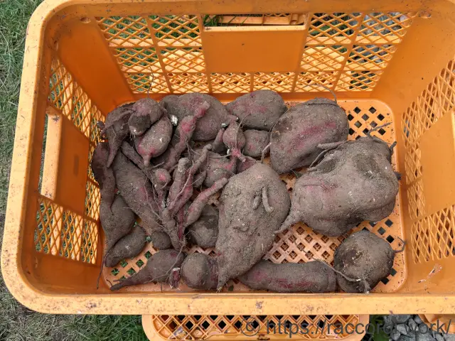 収穫したサツマイモ