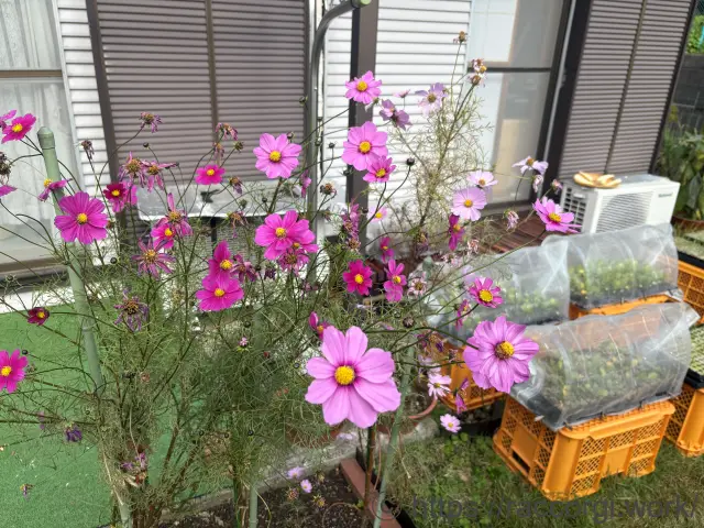 満開のコスモス