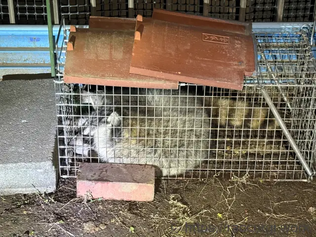 箱罠で捕獲したアライグマ