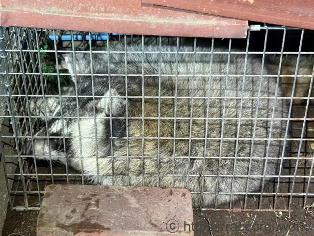 箱罠で捕獲したアライグマ