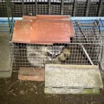 箱罠で捕獲したアライグマ