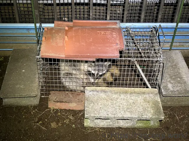 箱罠で捕獲したアライグマ