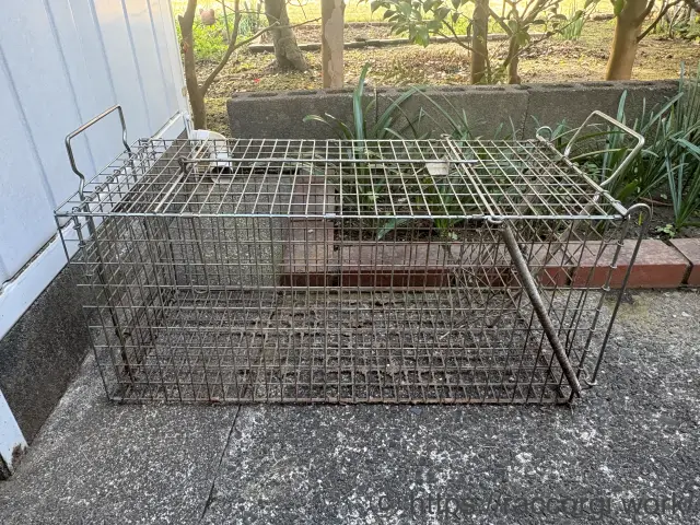 アライグマに壊された箱罠