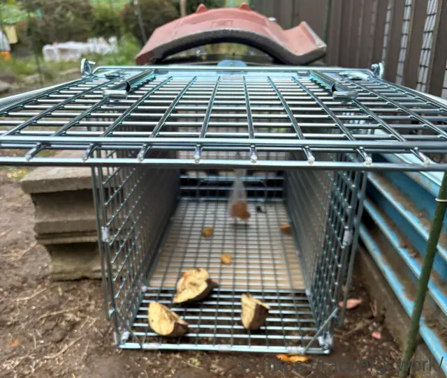 アライグマの箱罠