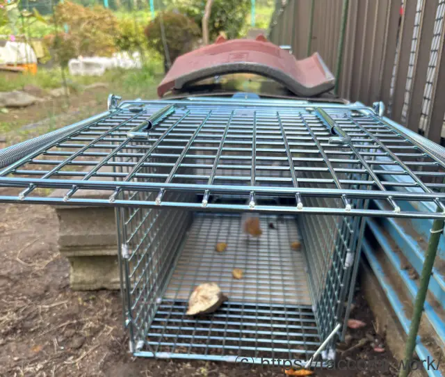 アライグマの箱罠