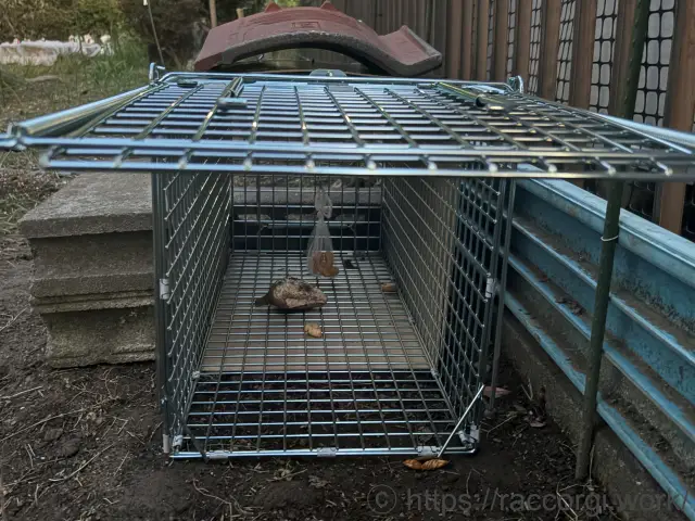 箱罠に置いたサツマイモ