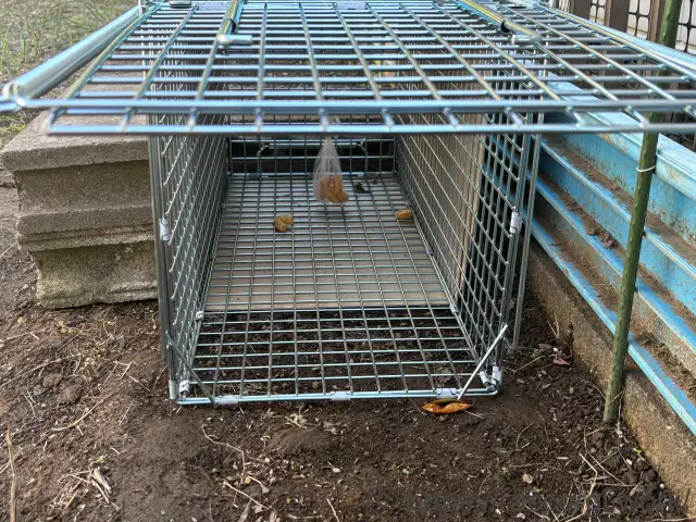 サツマイモが持ち去られた箱罠